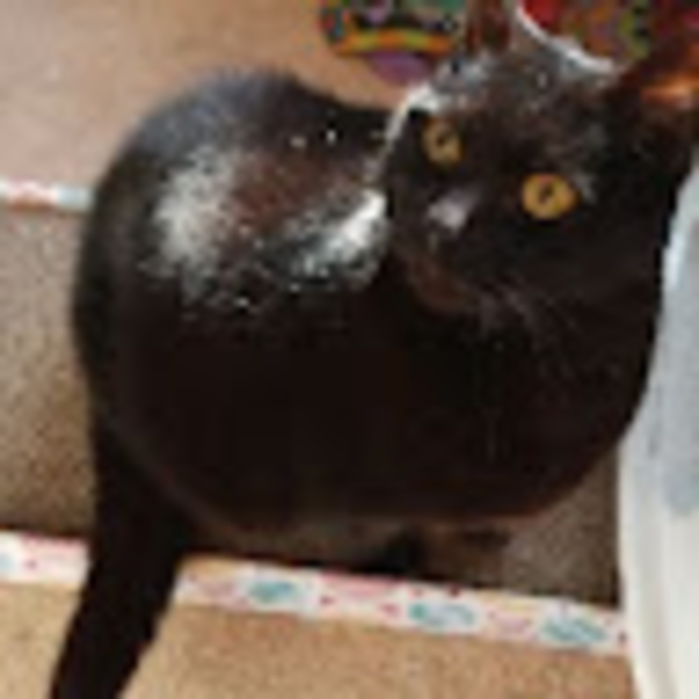 Meet your Posher, Julie